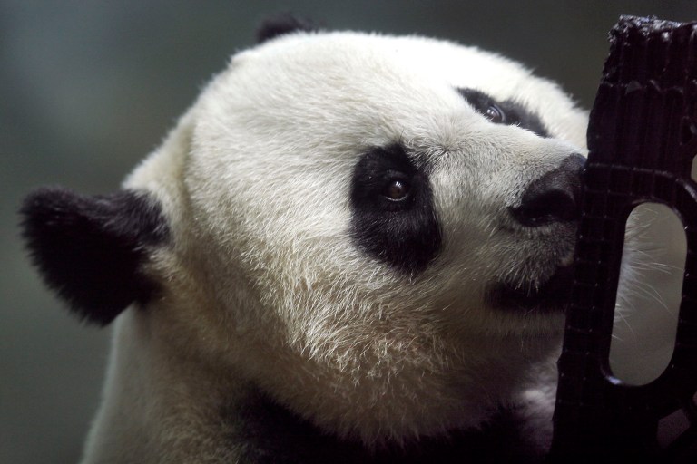 Mei Xiang during one of her pseudo-pregnancies in June 2008. (Andrew Harnik/Examiner)