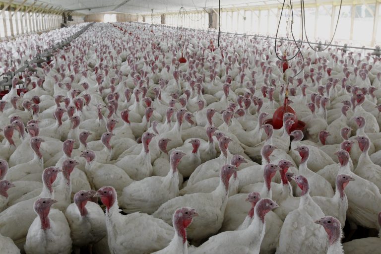 FILE - This April 11, 2012 file photo shows turkeys raised without the use of antibiotics at David Martin's farm, in Lebanon, Pa. Citing a potential threat to public health, the Food and Drug Administration moved Wednesday toward phasing out the use of some antibiotics in animals processed for meat.  (AP Photo/Matt Rourke, File)