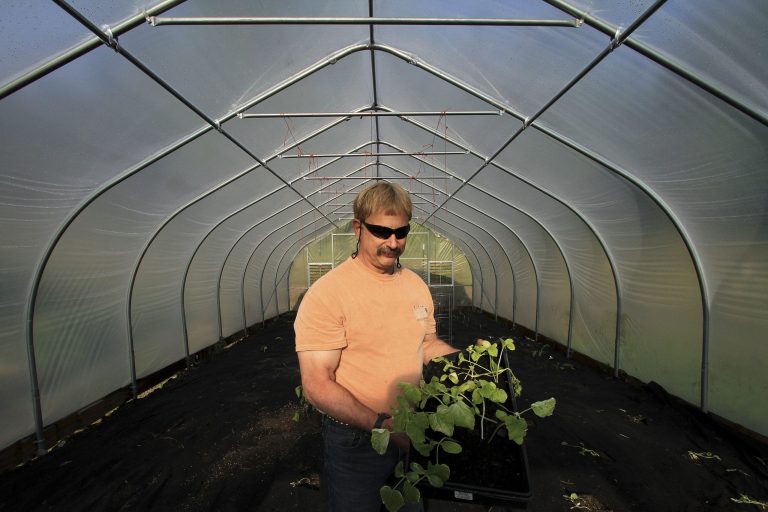 Lee Hecimovich holds squash plants as he stands among tomatoes and artichokes already planted in his seasonal high tunnel on Friday, May 23, 2014, in Palmer, Alaska. The USDA's Natural Resource Conservation Service offers financial assistance to growers using the tall hoop houses to extend growing seasons, and has awarded more funding to Alaska for them than any other state. (AP Photo/Dan Joling)