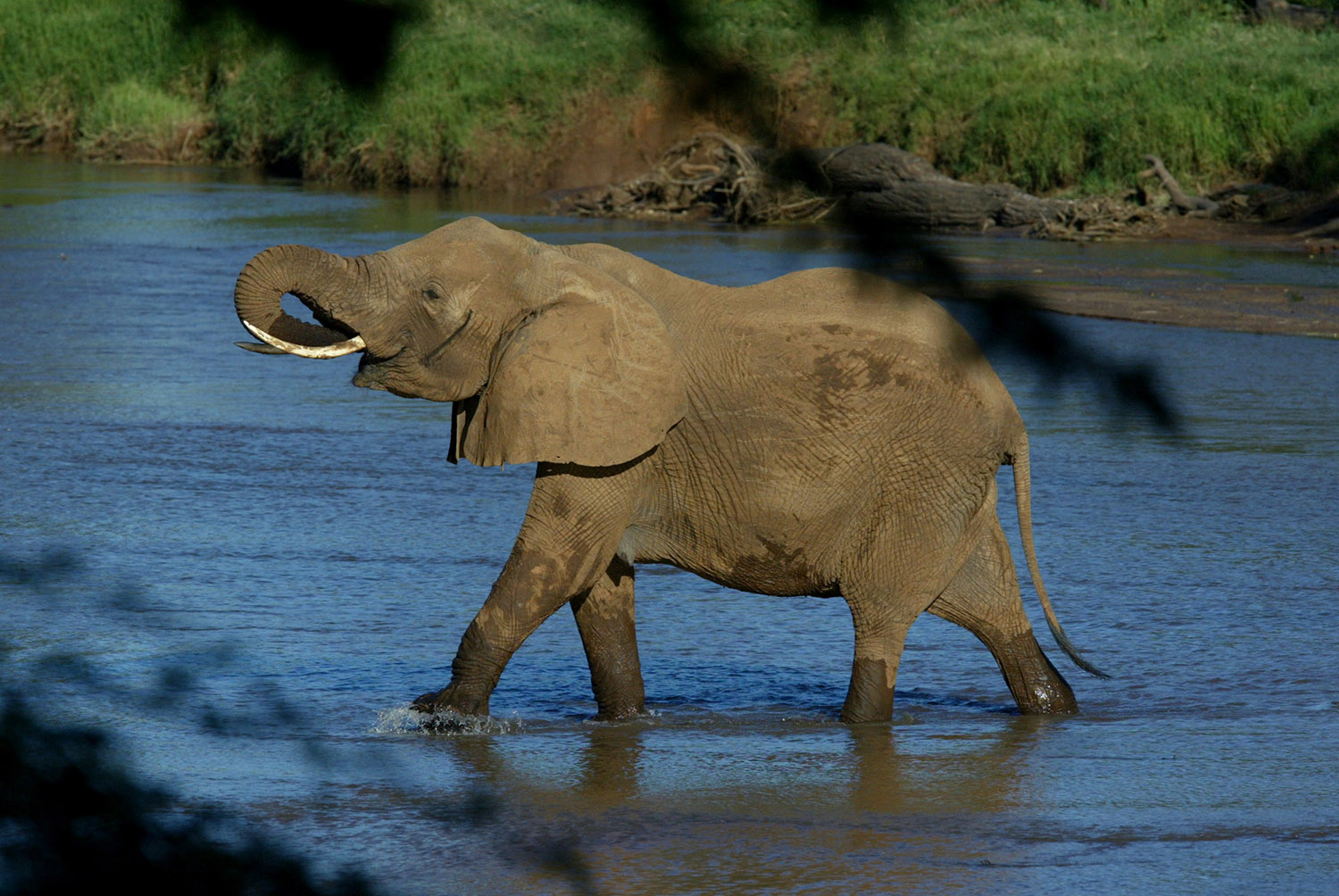 Feds adopt ‘near-total ban’ on elephant ivory trade