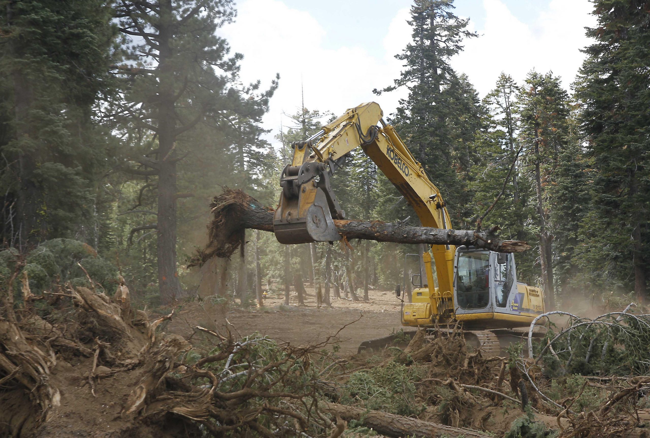 Wildlife groups sue feds over California logging