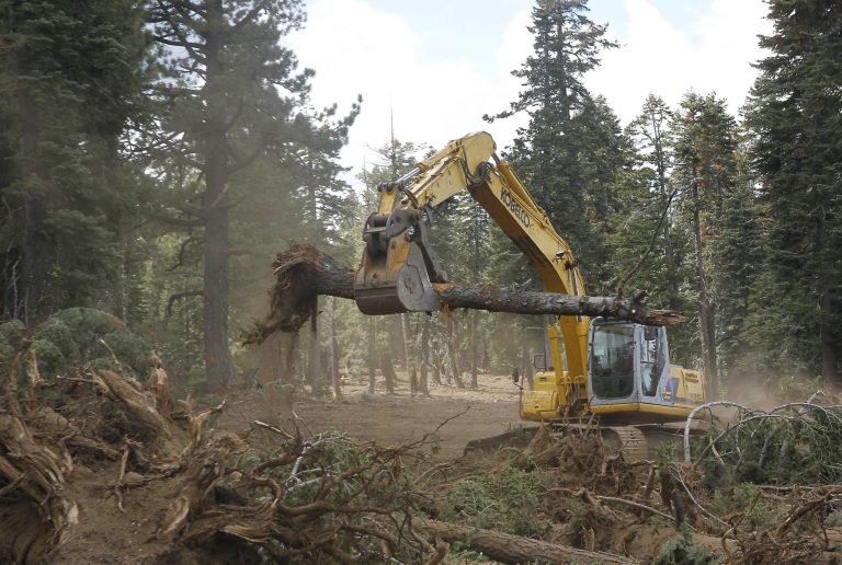 FILE - In this Sept. 25, 2013, file photo an excavator removes trees that were bulldozed for a firebreak in the battle against Rim Fire along Dodge Ridge in the Stanislaus National Forest, near Tuolumne City, Calif. Wildlife advocates on Wednesday, Sept. 3, 2014, plan to sue the U.S. Forest Service, attempting to block part of a recently unveiled plan for logging trees burned last year in the massive Sierra Nevada wildfire. The Center for Biological Diversity argues that federal forestry officials have ignored science showing that the California spotted owl population has soared since the Rim Fire scorched 400 square miles.   (AP Photo/Rich Pedroncelli, File)