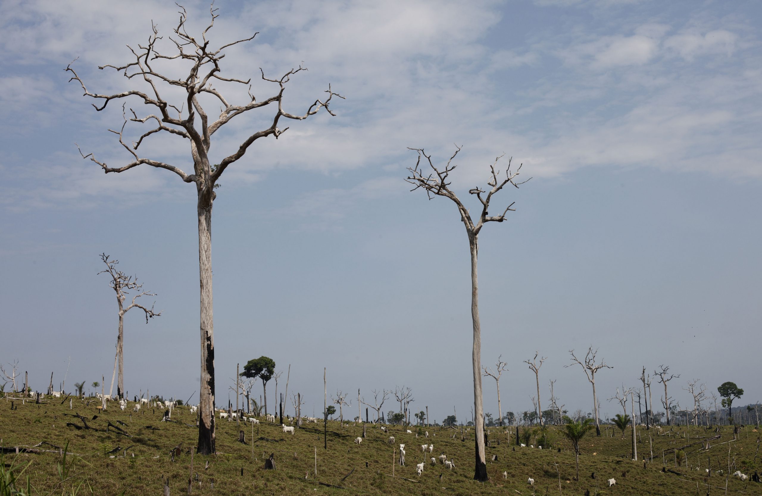 Trump pledges to help plant 1 trillion trees