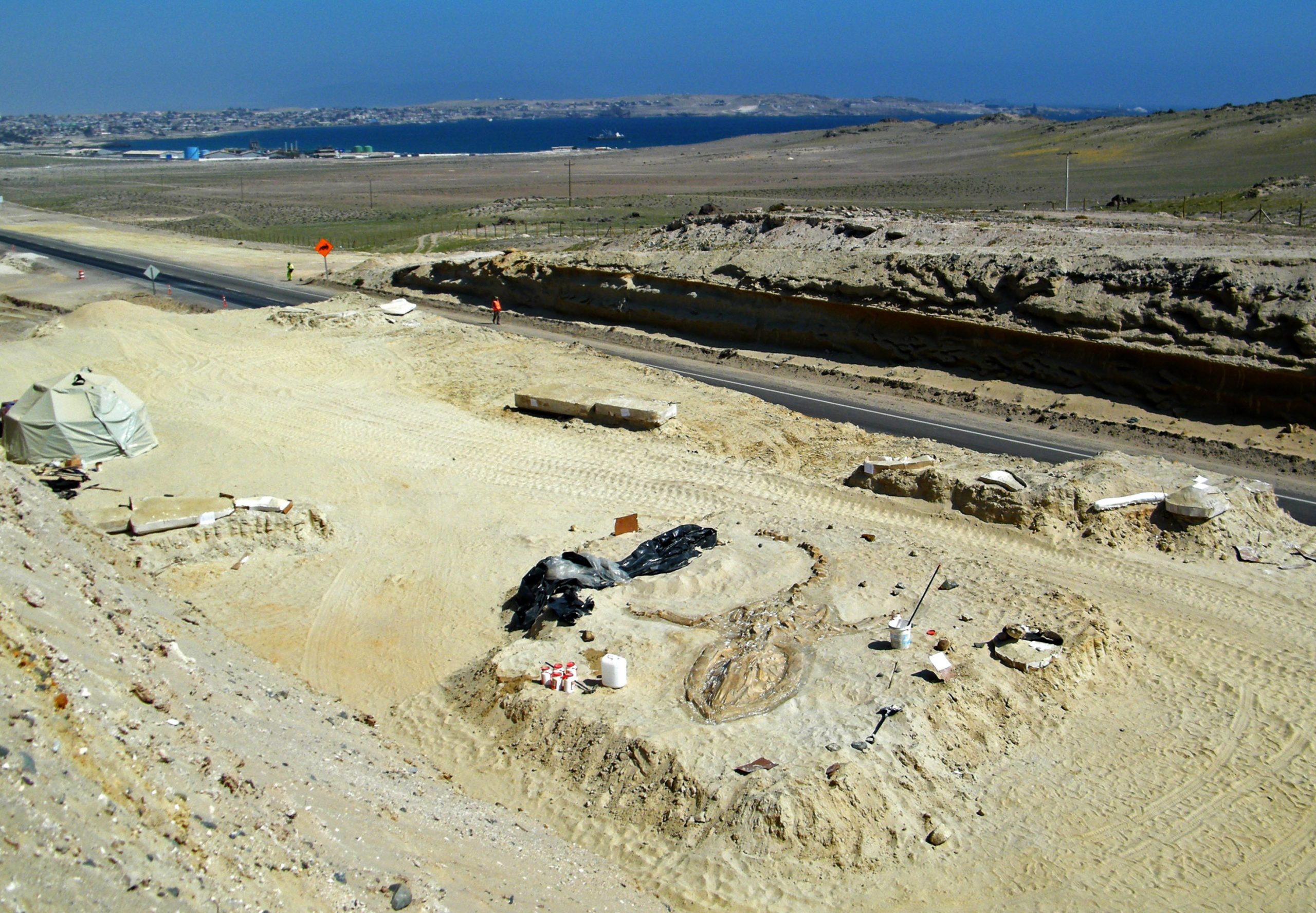 Chile: Fossil whales in desert mystery solved