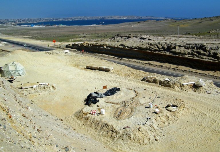 FILE - In this Aug. 24, 2010 FILE photo released by Chile's Paleontological Museum of Caldera, a prehistoric whale fossil lays in the Atacama desert near Copiapo, Chile. A team of Chilean and Smithsonian Institution scientists investigating the graveyard of marine mammal fossils say toxins generated by algae blooms most likely poisoned the animals millions of years ago. The study by a team of Chilean and Smithsonian Institution scientists was published Wednesday, Feb. 26, 2014 in the journal Proceedings of the Royal Society B. (AP Photo/Museo Paleontologico de Caldera, File)