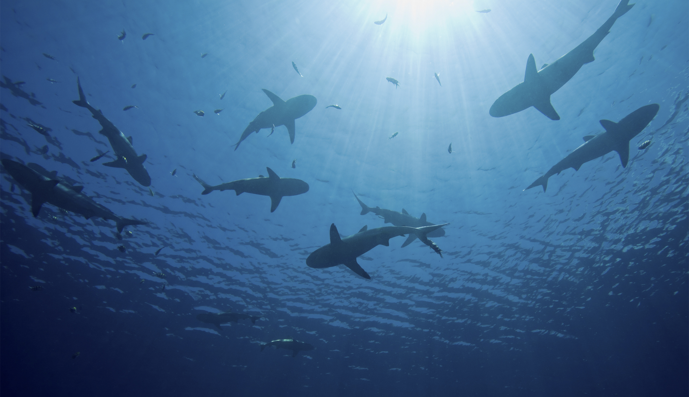 ‘Blood all over’: Florida man bitten by shark, returns home before calling 911