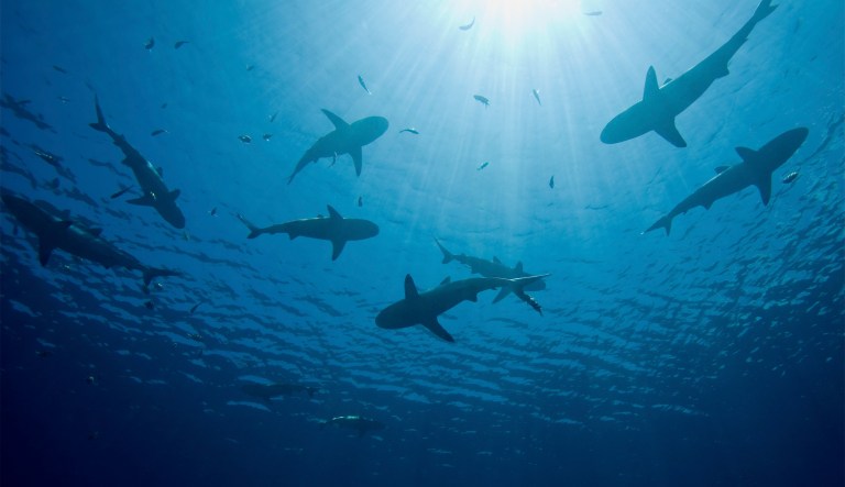 As fishermen overfish sharks for their fins and meat, as many as 63 million to 273 million of the endangered species are killed each year.