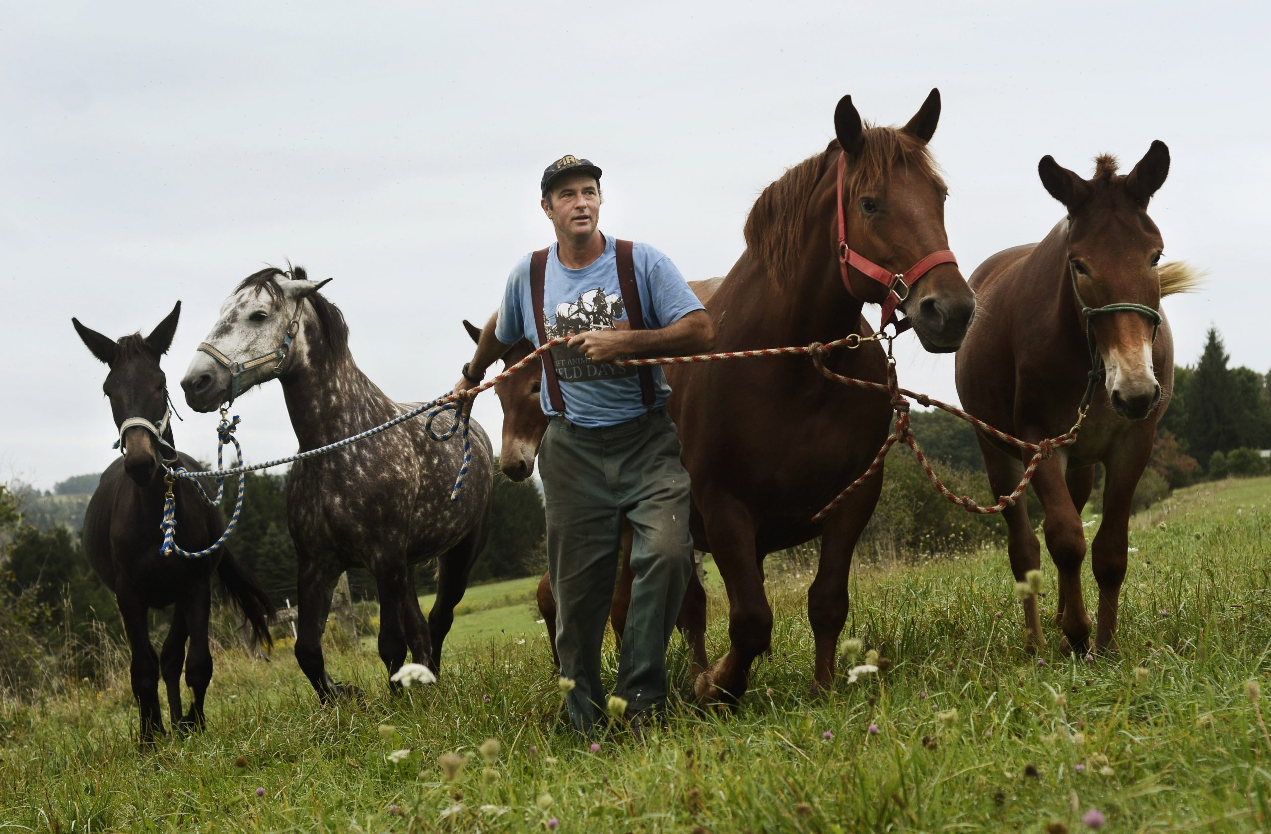 Horse power gains favor among small-scale farmers