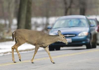 Md., Va. rank among highest states for deer collisions