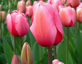 Kyrgyz President “Willing to Resign”