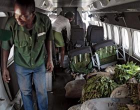 Crocodiles on a Plane