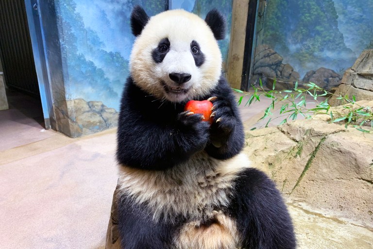 Giant panda cub Xiao Qi Ji turns two years-old Sunday, Aug. 21, 2022. As of last fall, he receives his own diet twice a day.