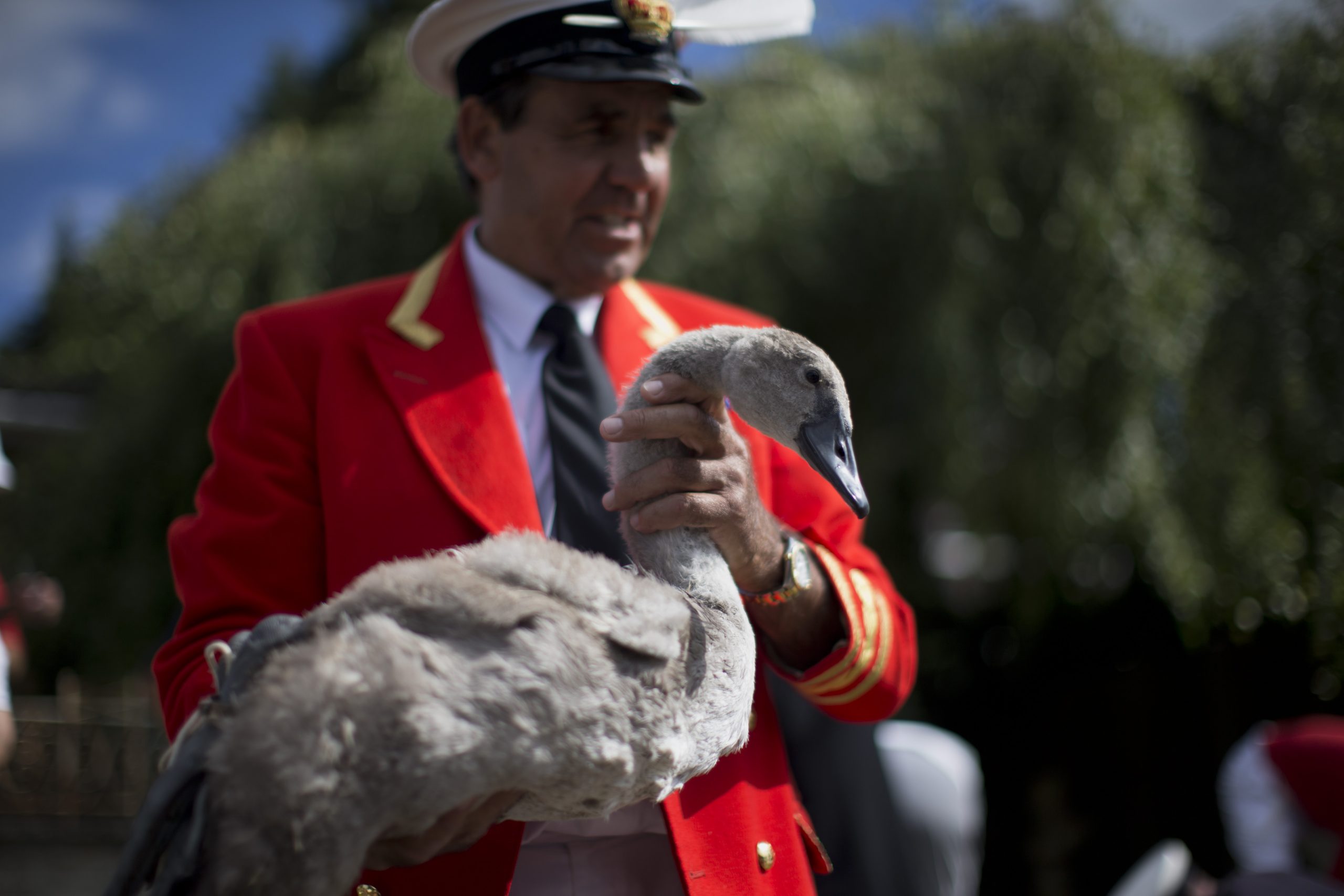 Science meets ceremony in UK’s royal swan count