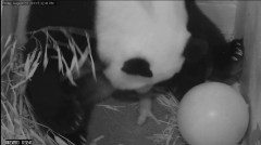 DC panda that birthed live cub has stillborn 1 too
