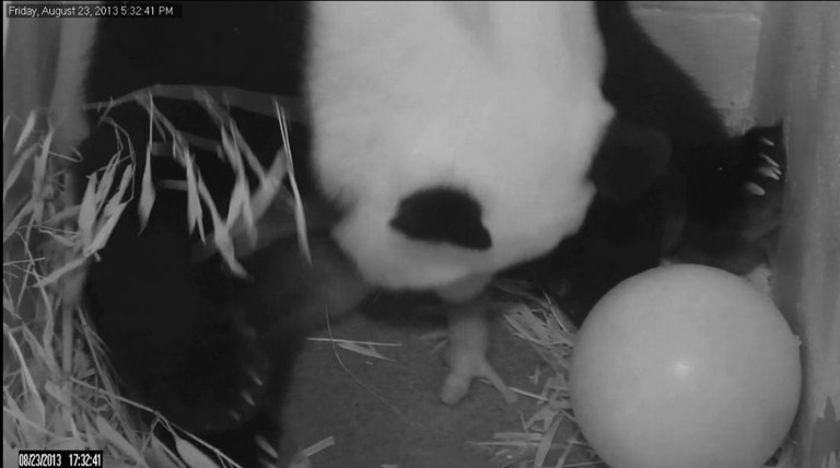   In this image from video provided by the Smithsonian National Zoo, Mei Xiang gives birth to a cub two hours after her water broke Friday, Aug. 23, 2013, at the National Zoo in Washington. The zoo has been on round-the-clock panda watch since Aug. 7, when Mei Xiang began showing behavioral changes consistent with a pregnancy or pseudopregnancy. (AP Photo/Smithsonian National Zoo)  