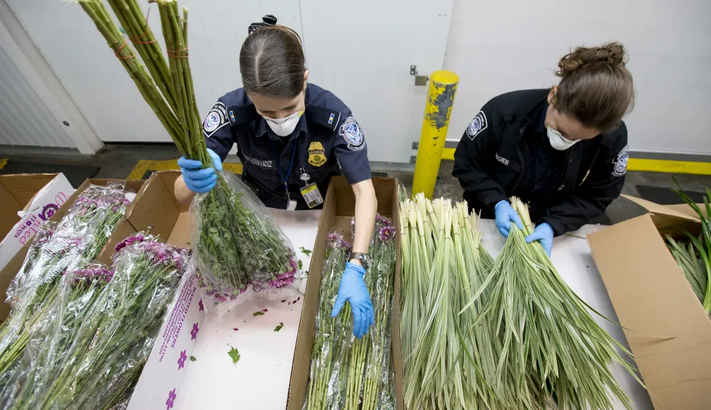 Customs will inspect 1 billion flowers imported for Valentine’s Day