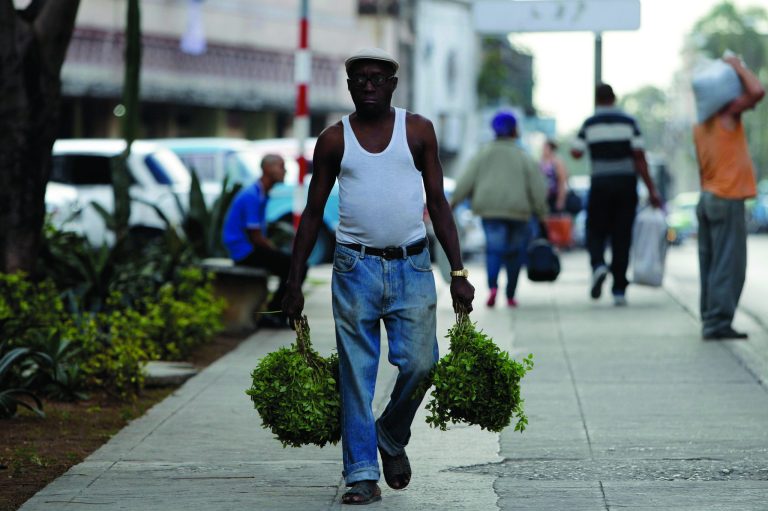 A man carries basil herbs as he walks in Havana, Cuba, Tuesday, Nov. 13, 2012. The U.N. General Assembly on Tuesday voted overwhelmingly to condemn the U.S. commercial, economic and financial embargo against Cuba for the 21st year in a row. The embargo was first enacted in 1960 following Cuba's nationalization of properties belonging to U.S. citizens and corporations. (AP Photo/Franklin Reyes)