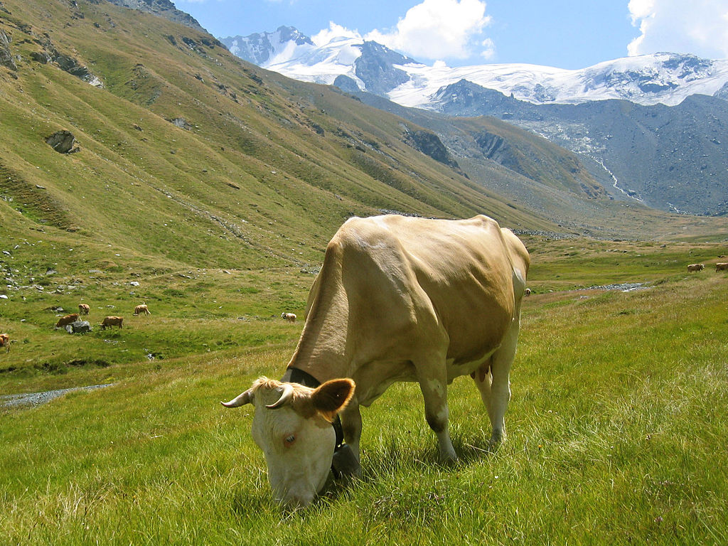 Prufrock: Vegan Denied Swiss Citizenship, France’s Catholic Moment, and the Dying Language of Whistles