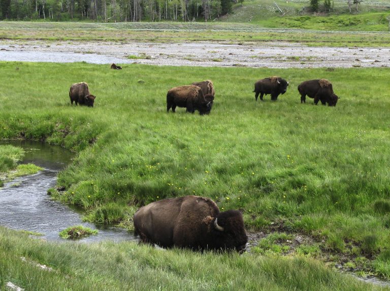Yellowstone recommends removing about 900 bison