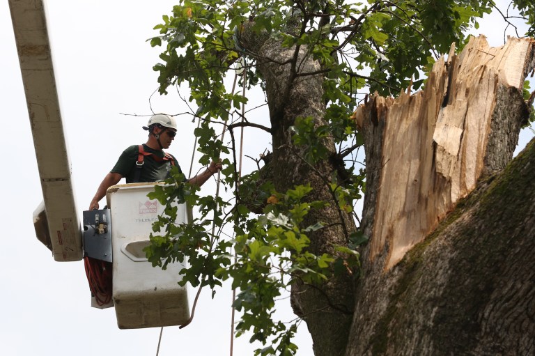 A tree feller stands in a cherry picker overlooking Arlington's oldest tree -- a 250-year-old oak that split in half during a major storms which hit the Washington area on June 29.