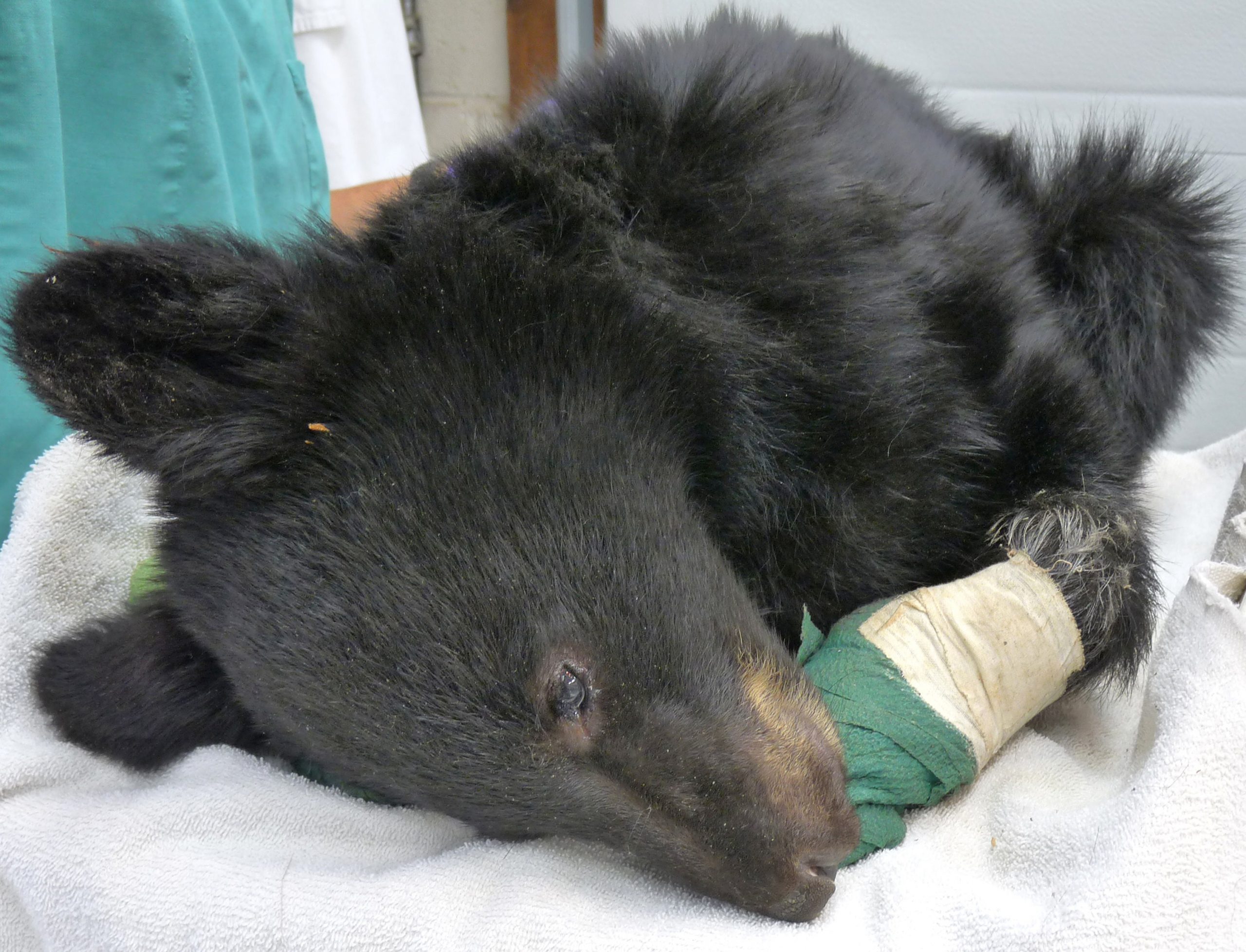 Burned bear cub recovering, may be released