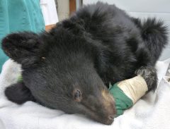 Burned bear cub recovering, may be released