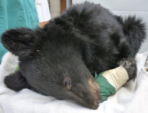 Burned bear cub recovering, may be released