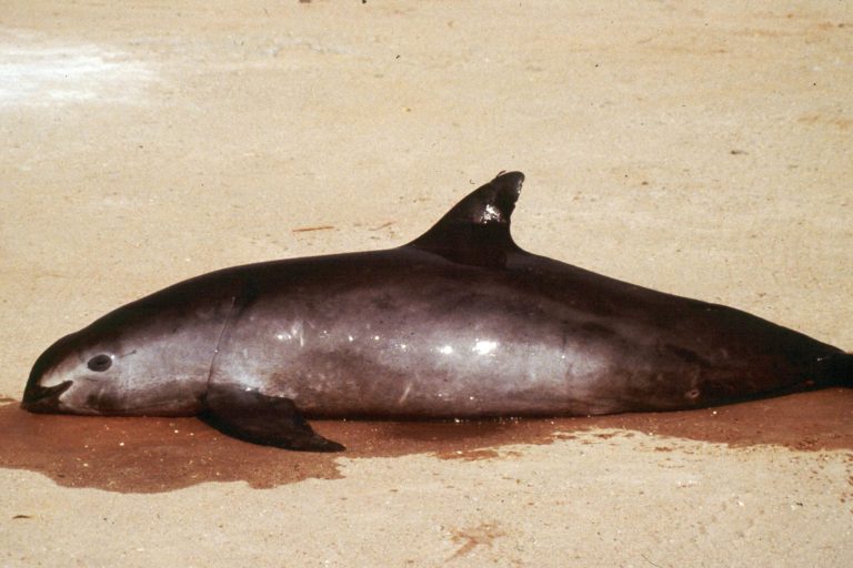 China bladder trade sending porpoise to extinction