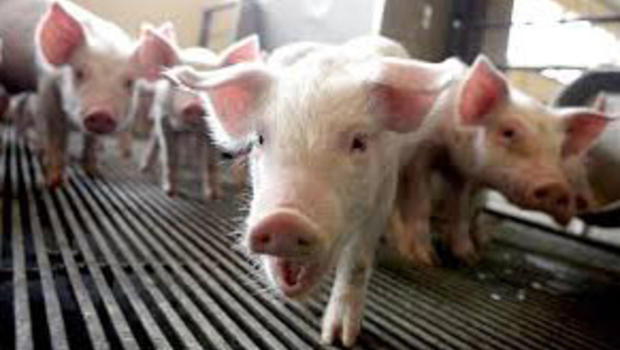 CDC records two cases of swine flu in the US