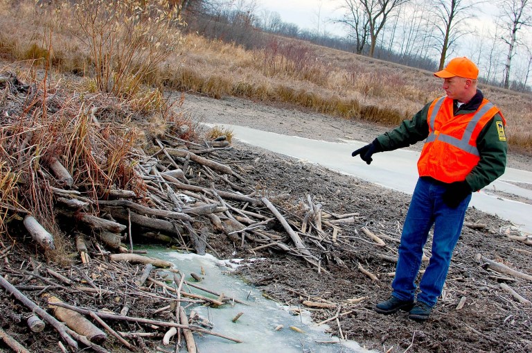   DNR area wildlife supervisor Blane Klemek points to the entrance of an abandoned beaver lodge in a pond northeast of Detroit Lakes, Minn. on Friday, Dec. 7, 2012. The frozen shores of the pond have receded because of the drought. Klemek said it's likely the beavers migrated to a pond or lake that has more water. (AP Photo/Minnesota Public Radio, Tom Robertson)  