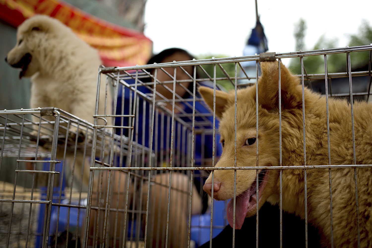 Priest’s ‘kinda racist’ dog leads to lawsuit