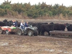 Ben Sasse livetweets raw footage from cattle farm visit