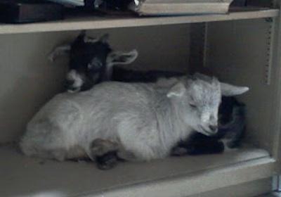 Firefighters looking for owners of rescued goats