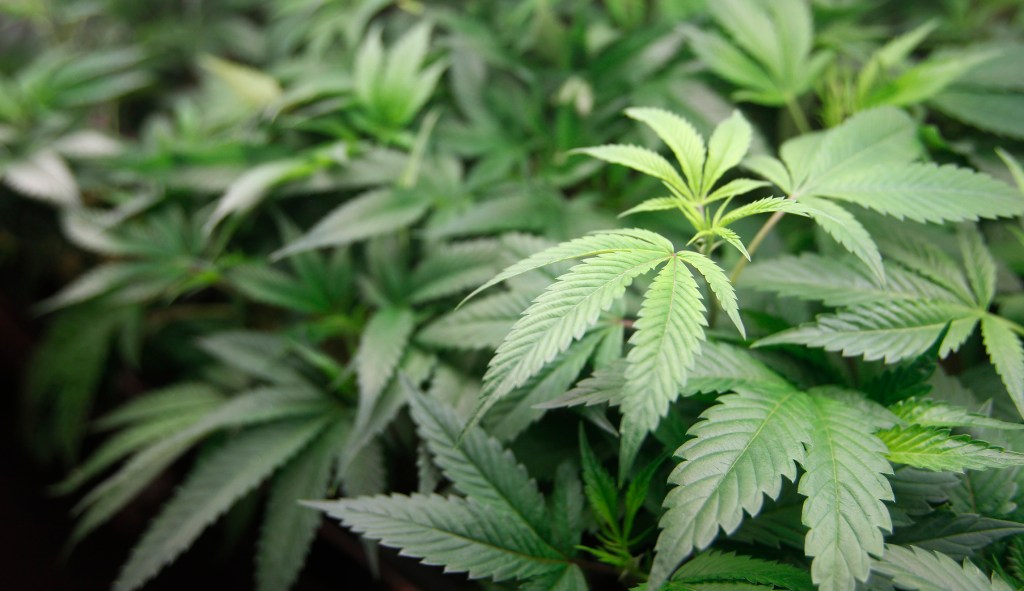 Drug criminalization is intrinsically harmful to human societies