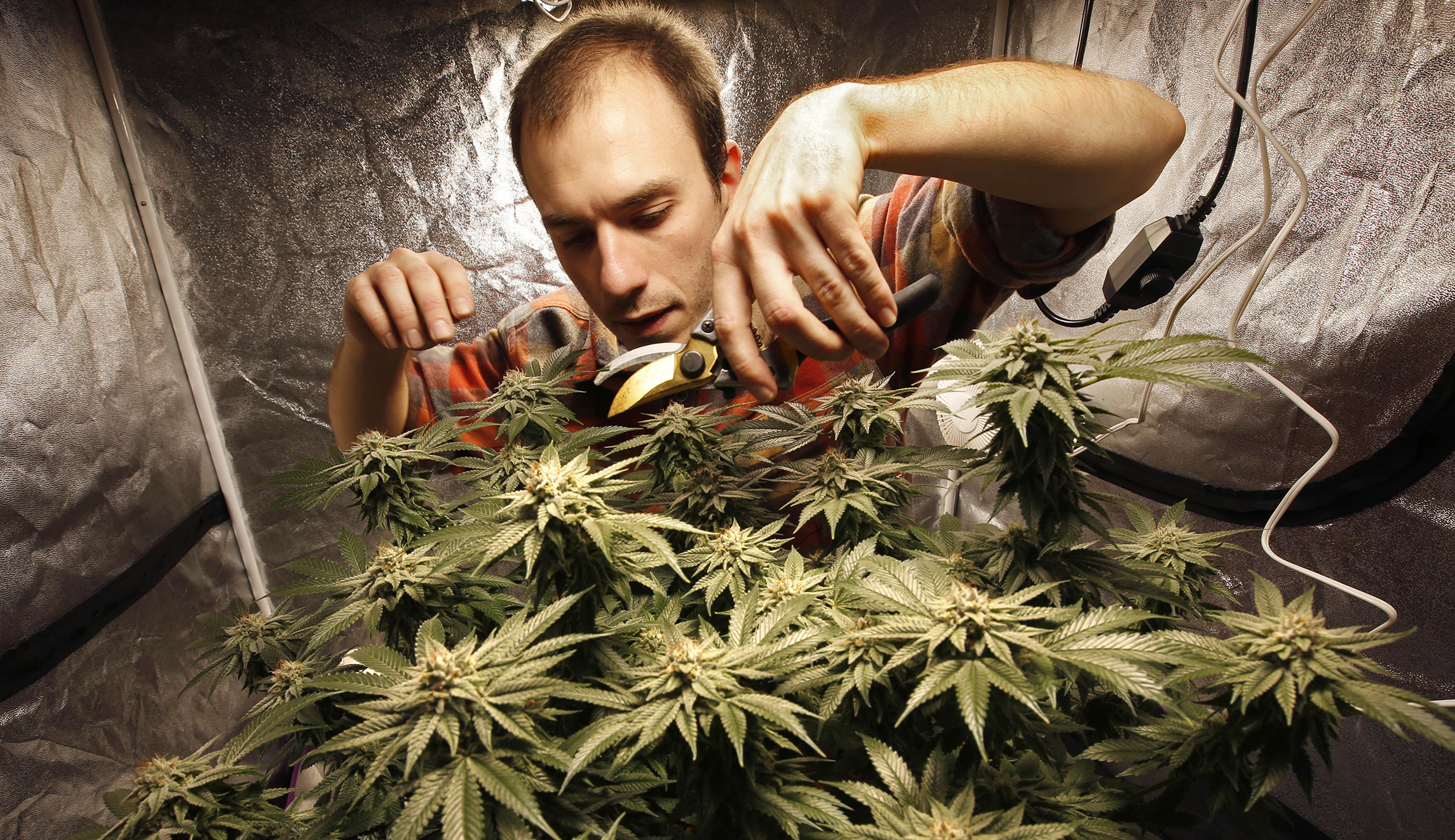 Unions look to organize pot industry