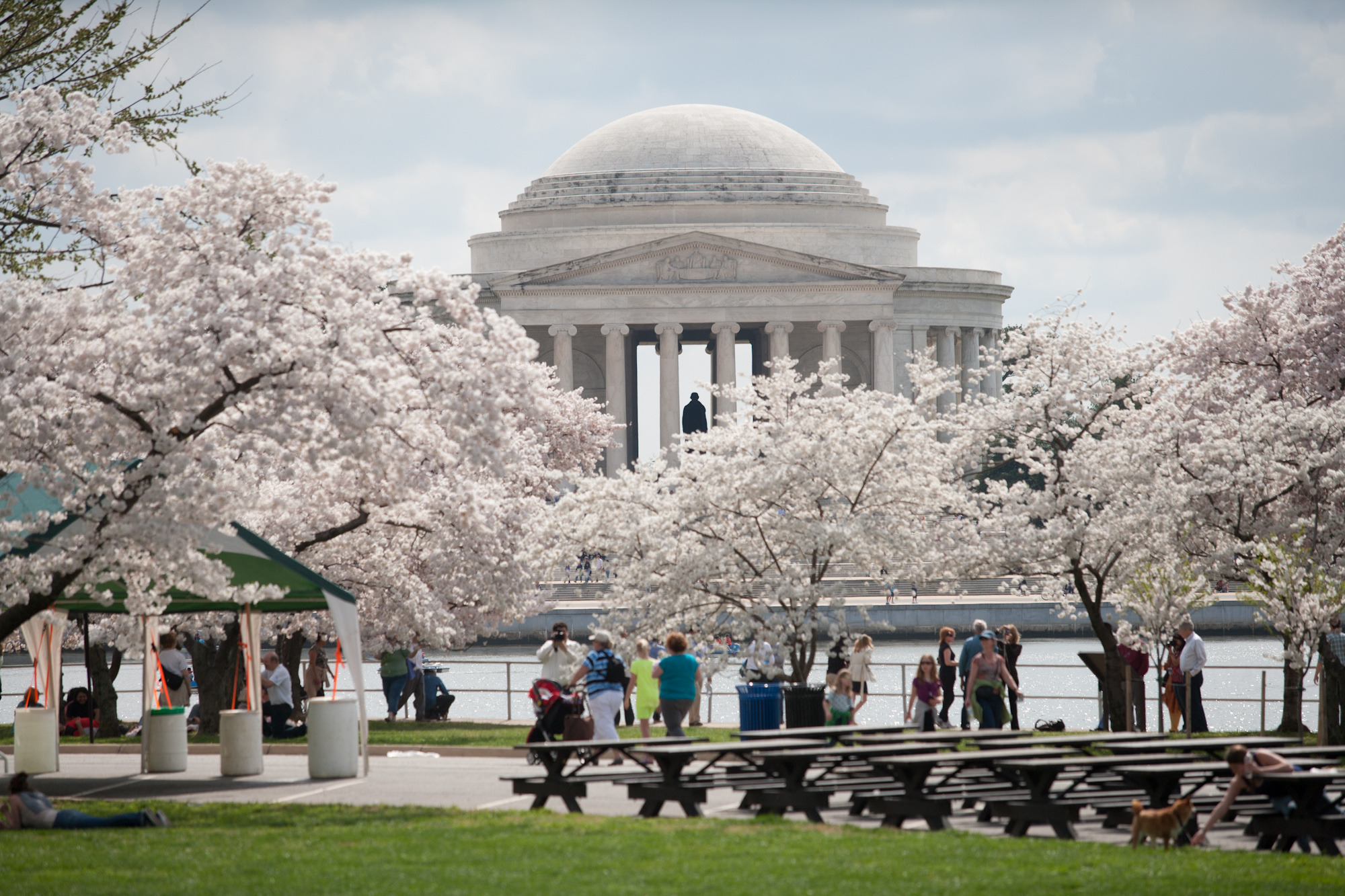 Peak bloom pushed back for cherry blossoms