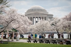 Video: Peak cherry blossom bloom predicted for March 26-30