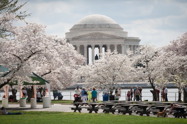 Video: Peak cherry blossom bloom predicted for March 26-30