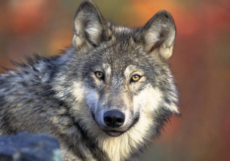 FILE - This April 18, 2008, file photo provided by the U.S. Fish and Wildlife Service shows a gray wolf. The California Fish and Game Commission on Wednesday April 16, 2014, will consider listing the gray wolf as an endangered species. The wolf has been absent from California since the 1920s, but the appearance of a lone wolf in recent years in the north state has advocates pushing for protection in the hope that it will return in greater numbers.  (AP Photo/U.S. Fish and Wildlife Service, Gary Kramer, File)