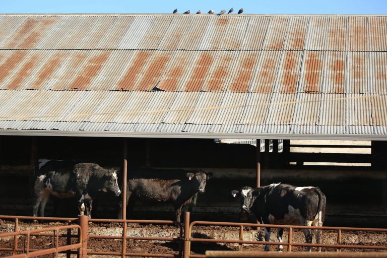 File - In this January 13, 2014 file photo, cows wait to be butchered at Rancho Veal slaughterhouse in Petaluma, Calif. A federal grand jury has indicted four officials at the  Northern California slaughterhouse at the center of a massive beef recall, alleging they slaughtered cows with cancer while inspectors were on their lunch breaks and distributed the diseased cattle, prosecutors announced Monday Aug. 18, 2014. Petaluma-based Rancho Feeding Corp. halted operations in February after a series of recalls, including one for 8.7 million pounds of beef. The meat was sold at Walmart and other national chains and used in products, including Hot Pockets. (AP Photo/The Press Democrat, Conner Jay, File)