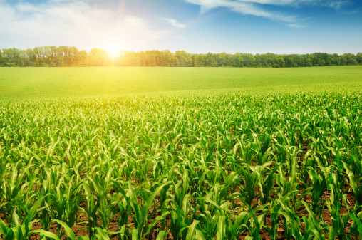 Genetically modified foods are as safe as conventional ones