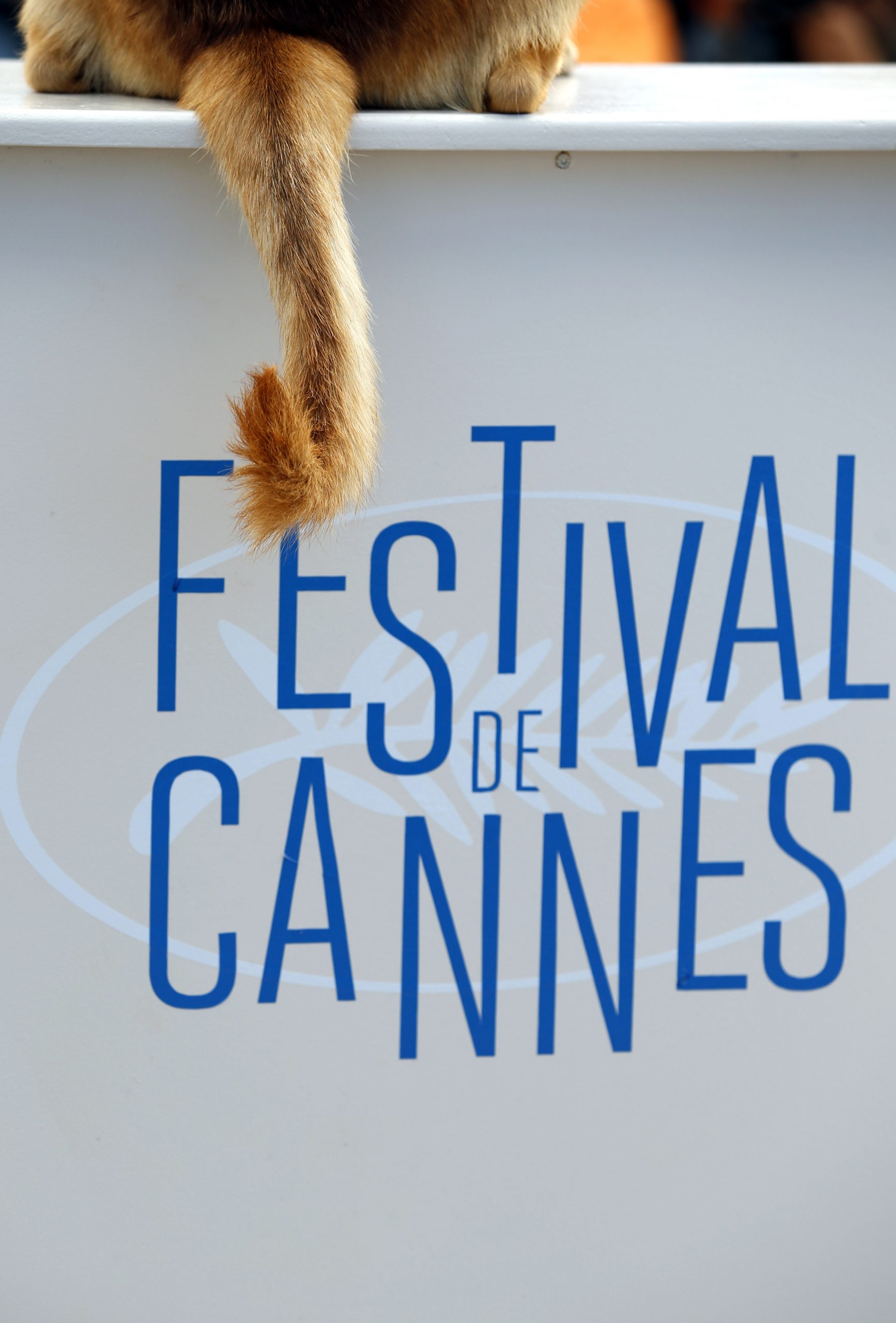 Race tightens for Cannes’ canine prize Palm Dog