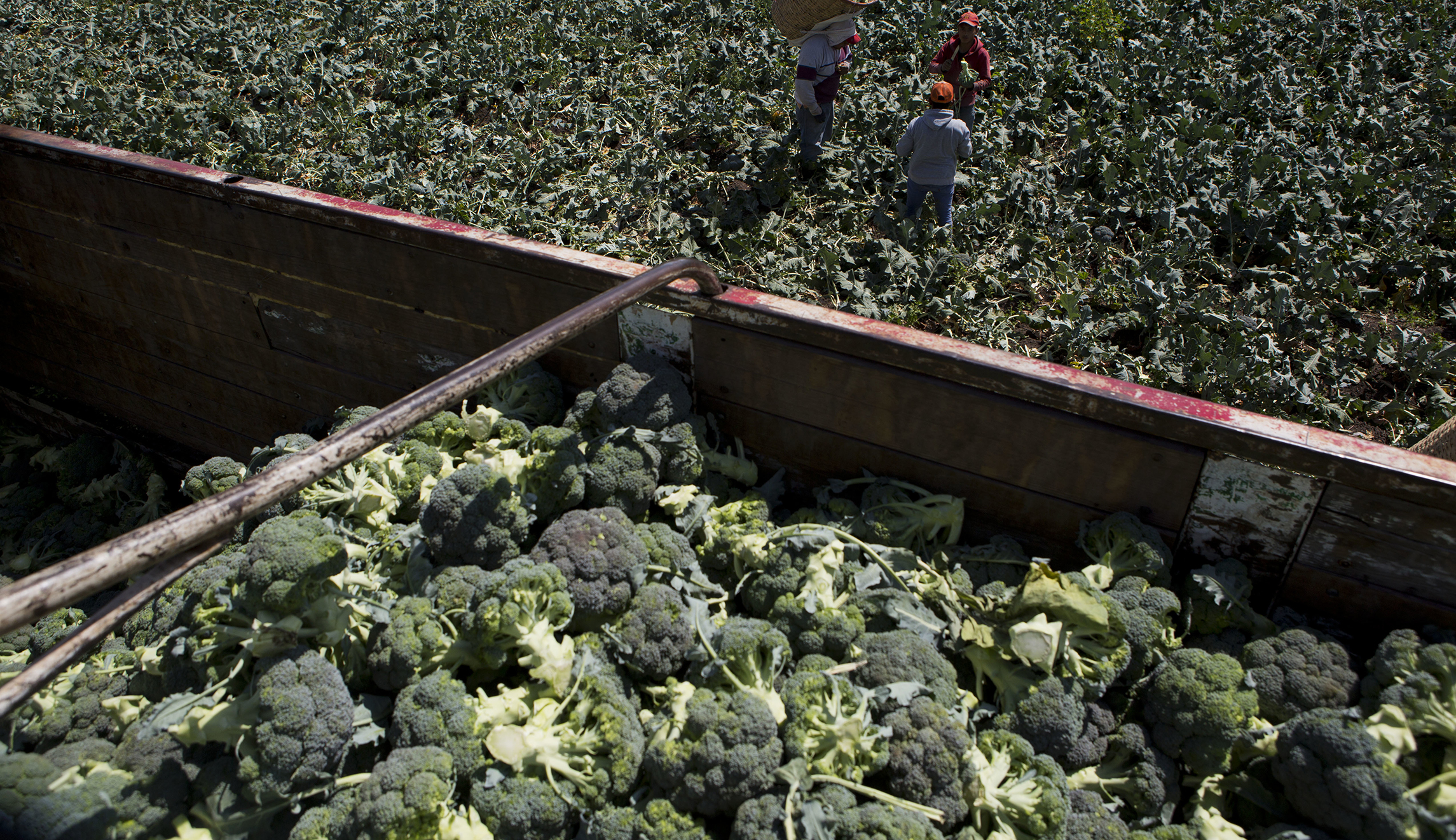 Illegal immigrants smuggled in truck full of broccoli