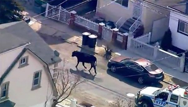 If he's interested, he should let the cow run free. (Screengrab/Twitter)