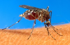 Locally-acquired case of ‘extremely rare’ Dengue fever found in California