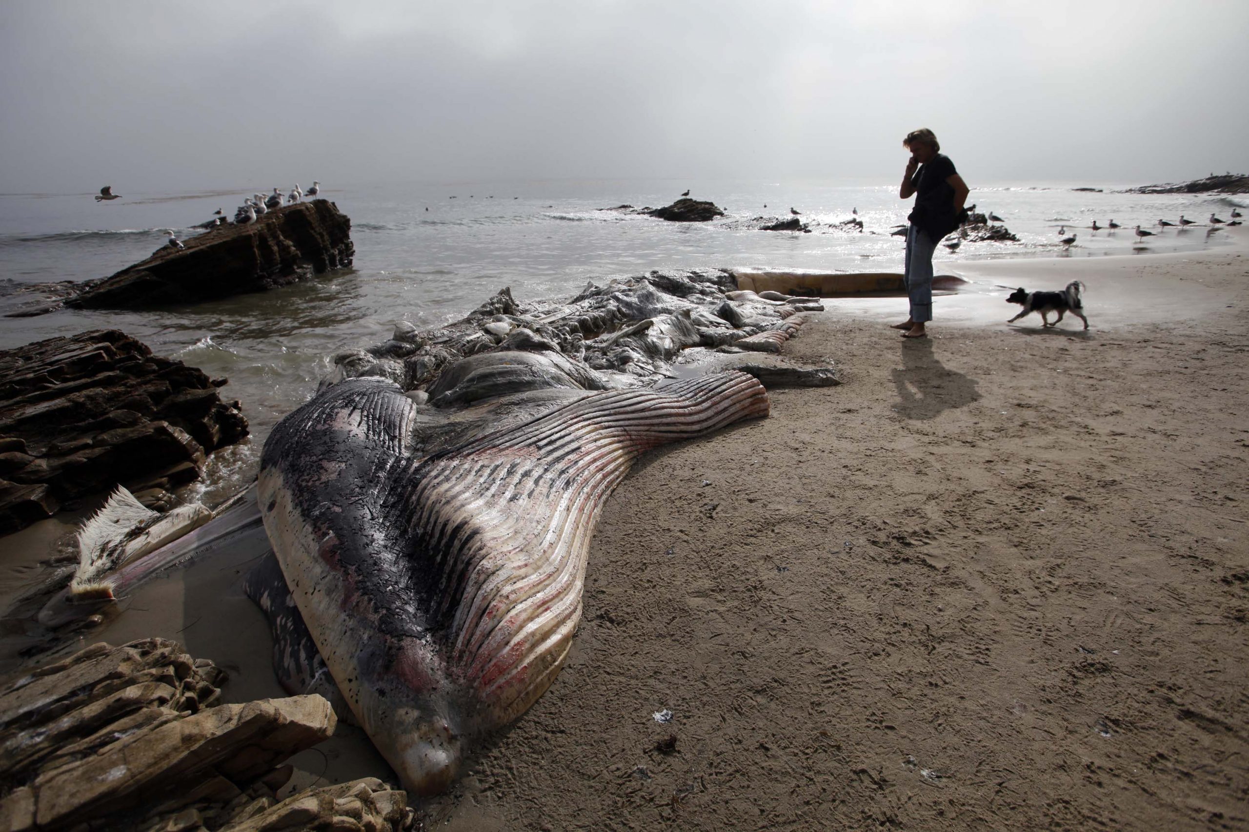 Rotting whale becomes sad spectacle in Malibu
