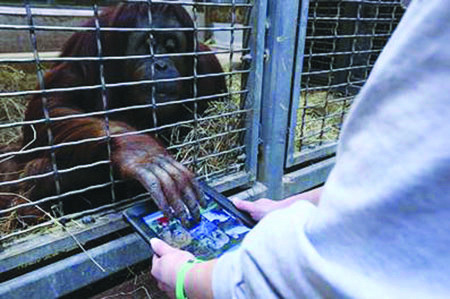 National Zoo orangutans can play the harp … on iPad