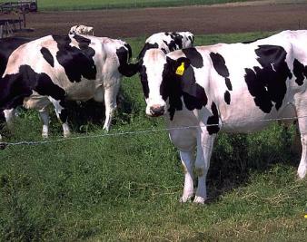 With Little Regard for Science, Obama Targets Livestock and Meat
