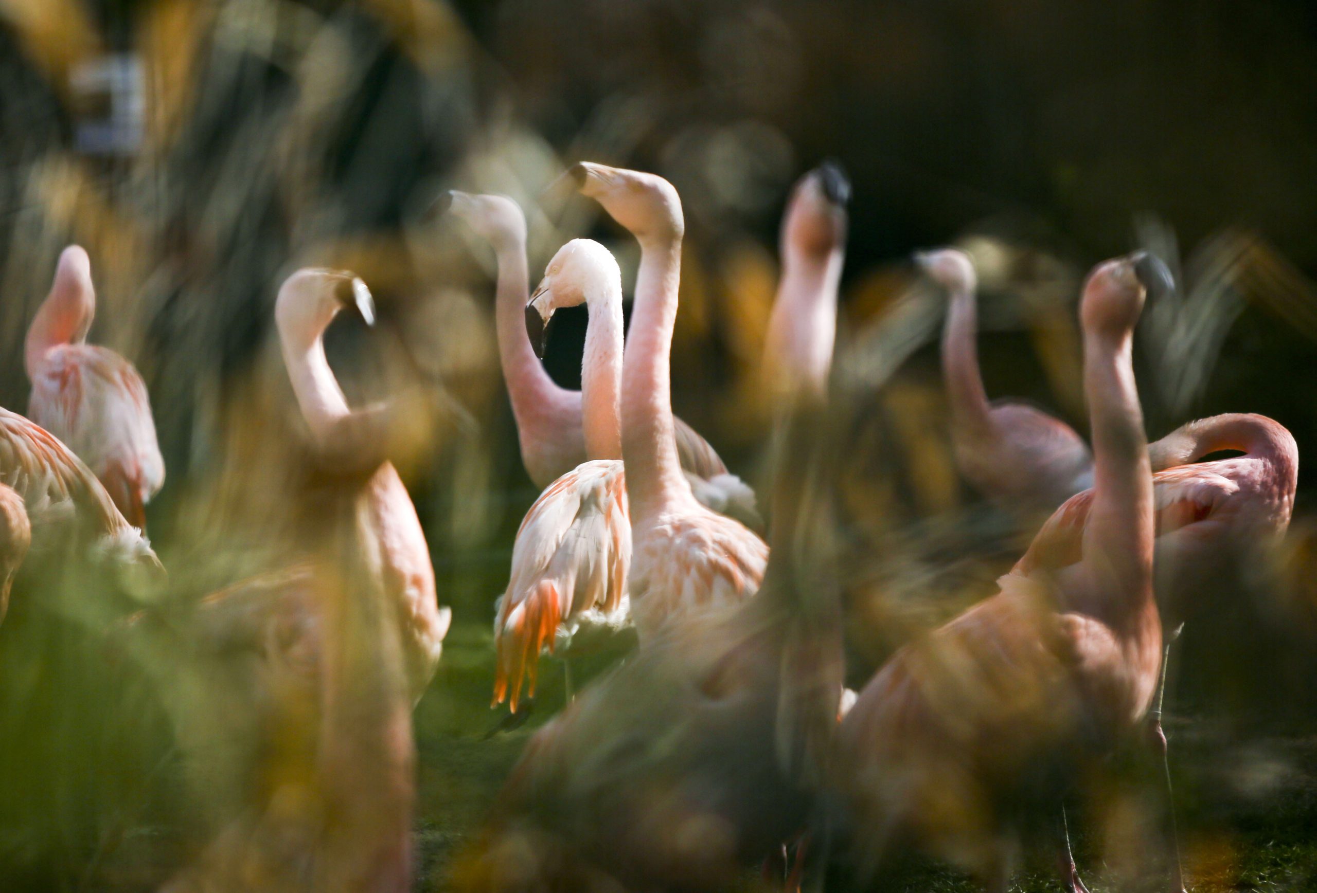 Flamingo killer strikes twice at Frankfurt Zoo