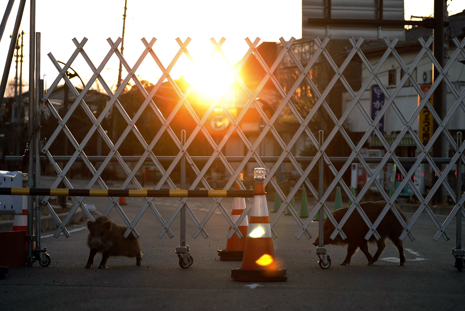 Japanese nuclear disaster spawns radioactive swine